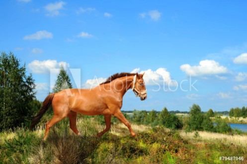 Picture of Pferde 132